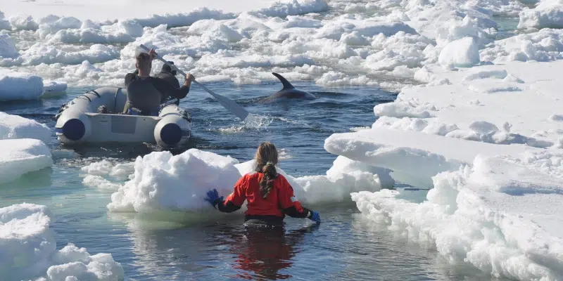 Several Dolphins Removed From Dildo Cove, More Remain