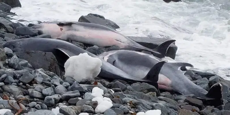 Nearly Two Dozen Dolphins Dead on Carbonear Shore