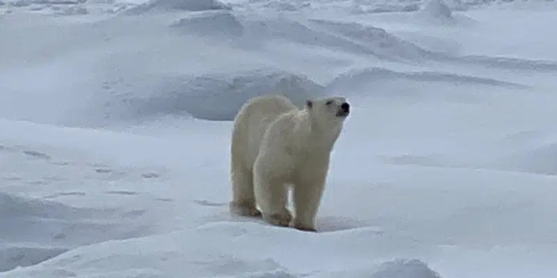 Canadian Ranger in Black Tickle Drives Polar Bears Away from Community