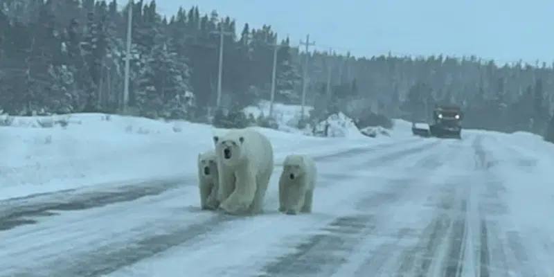 Polar Bears Wander Northern Peninsula Roadways