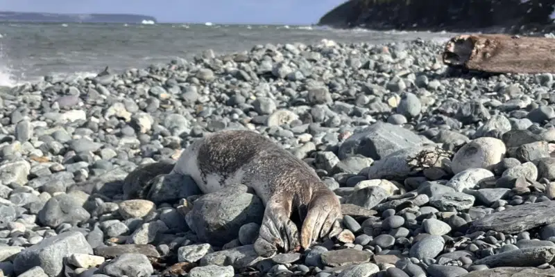 Seal Carcass Washes Up on Topsail Beach