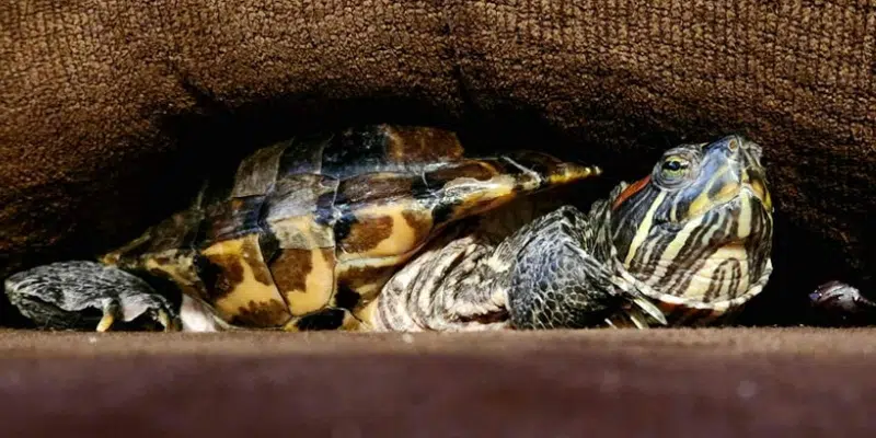 Local Turtle Rescue Stresses Importance of Proper Reptile Handling