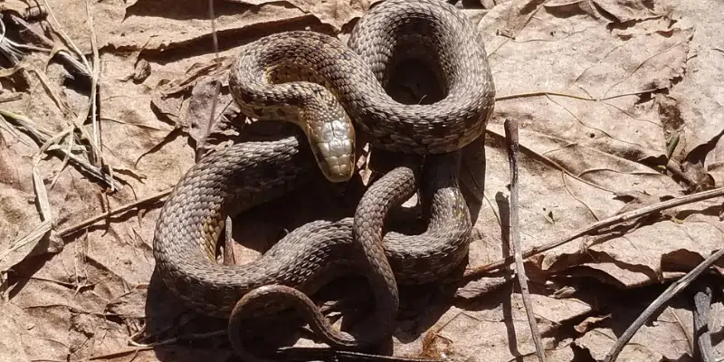 Snakes! Researcher Creates Facebook Group Dedicated to NL Garter Snake Population