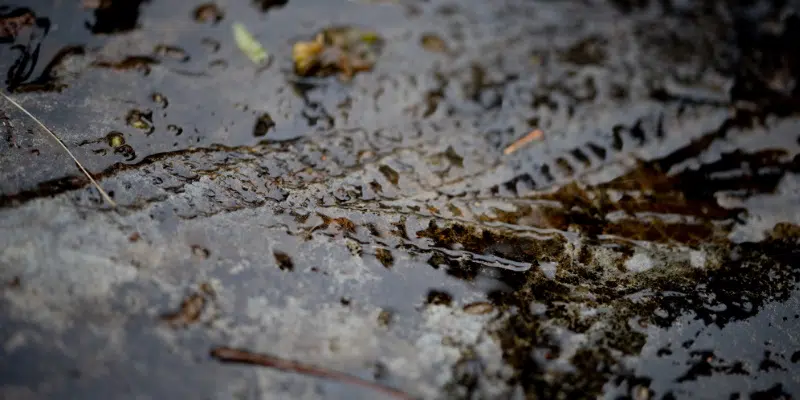 Fossil Bed Discovered Near Upper Island Cove