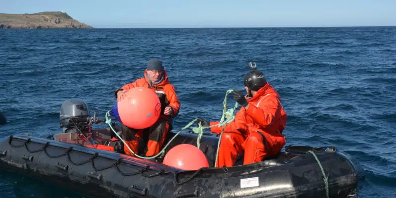 Whale Release and Strandings Save Humpback Caught in Fishing Gear Off Bay Bulls