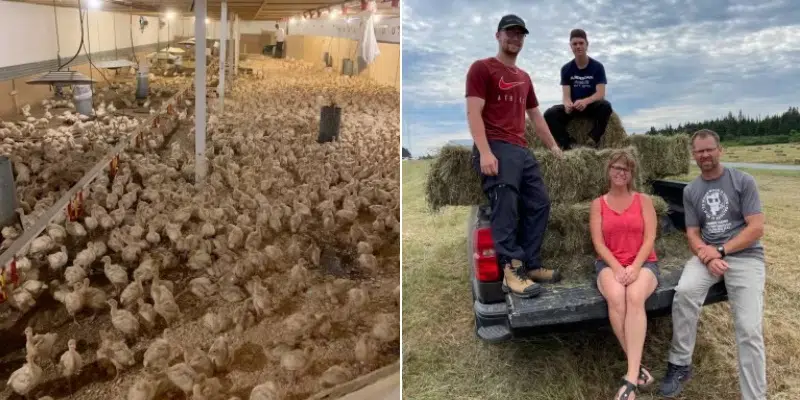 Carbonear Teacher Reopens Turkey Farm