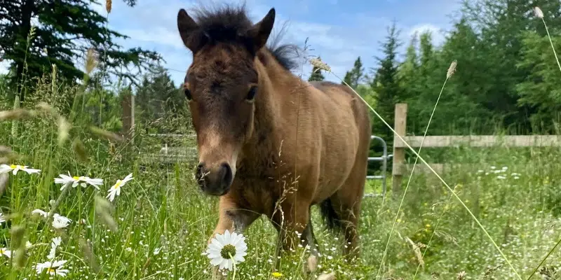 Newfoundland Pony Society Launches Name That Foal Contest