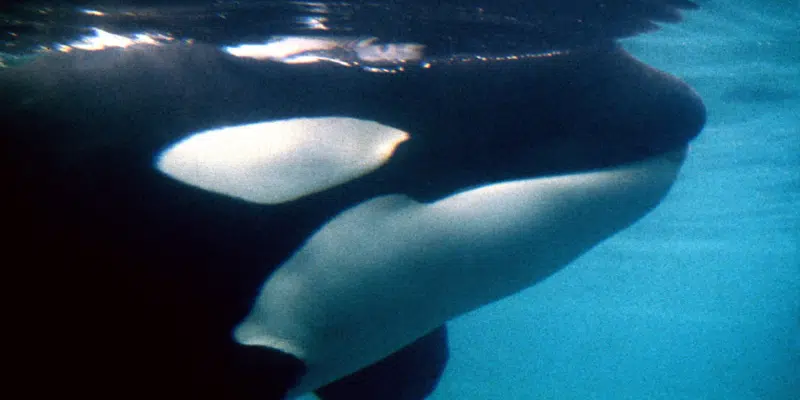 Aerial Survey Spots Large Pod of Killer Whales in Newfoundland and Labrador Waters