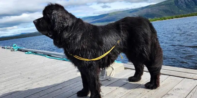 Dog Missing in Gros Morne Reunited with Owner