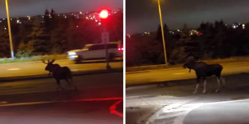 Video Shows Close Call Between Moose and Vehicle in Kilbride