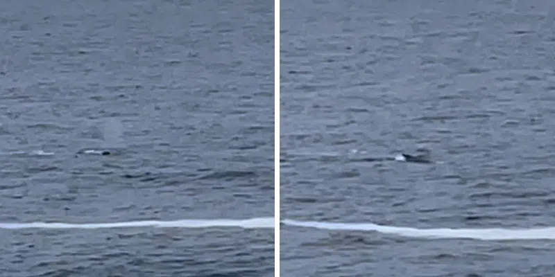 Humpback Whale Spotted Off Cape Spear