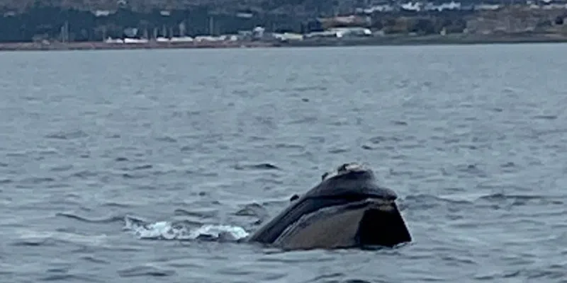 North Atlantic Right Whale "Freckles" Spotted in Conception Bay