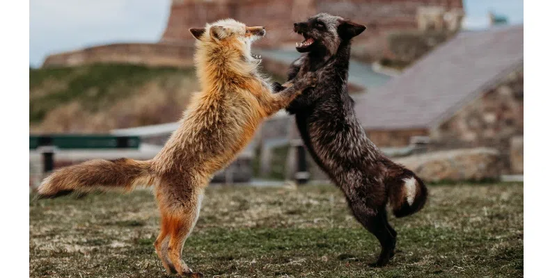 Local Photographer Reminds Public Not to Feed Foxes Amidst Surge in Viral Photo