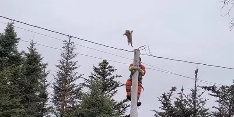 Cat Jumps from Utility Pole as Newfoundland Power Employee Attempts Rescue