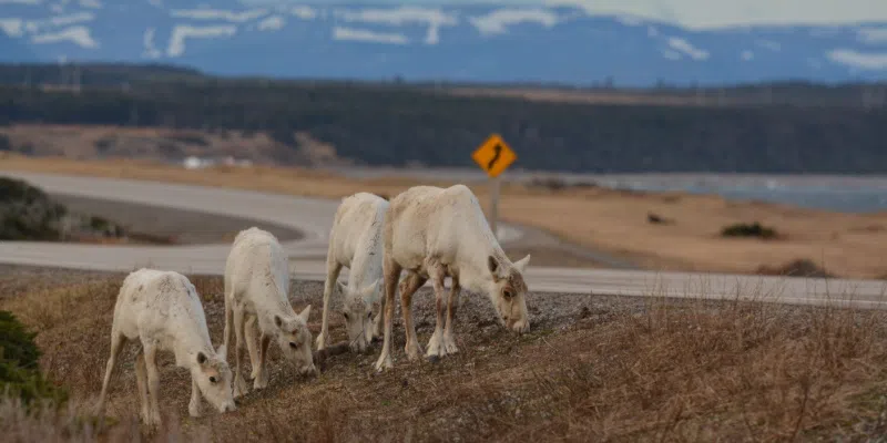Parks Canada Reminding Drivers to Watch for Caribou Near Gros Morne
