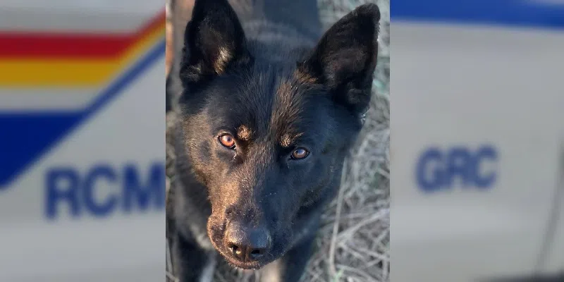 RCMP Dog Phox Apprehends Assault Suspect in Happy Valley-Goose Bay