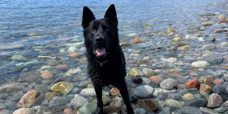 Police Dog Thor Tracks Down Suspect in ATV Theft