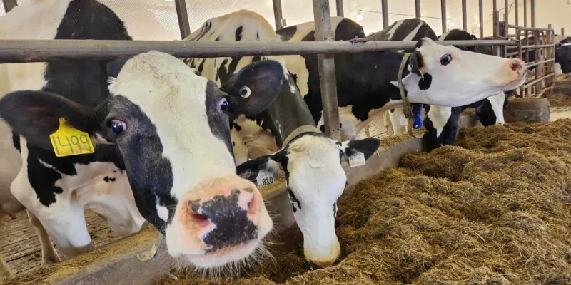 Producers Form NL Dairy Co-operative; Government Providing $10 Million Loan