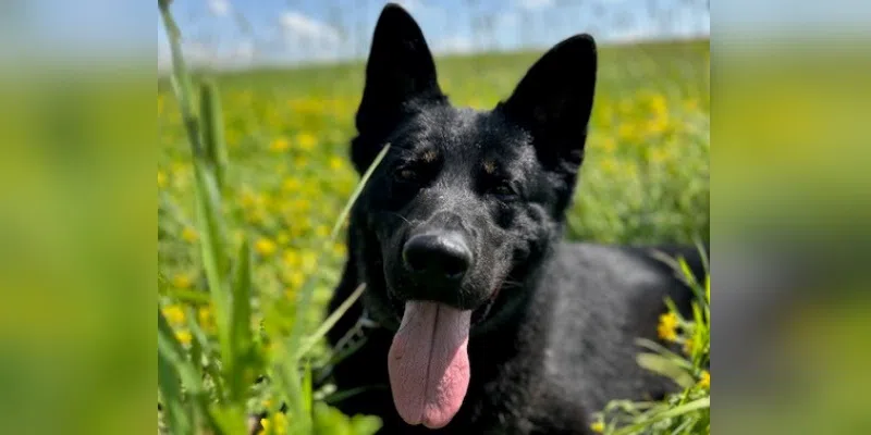 Police Dog Locates Break and Enter Suspect in Happy Valley-Goose Bay