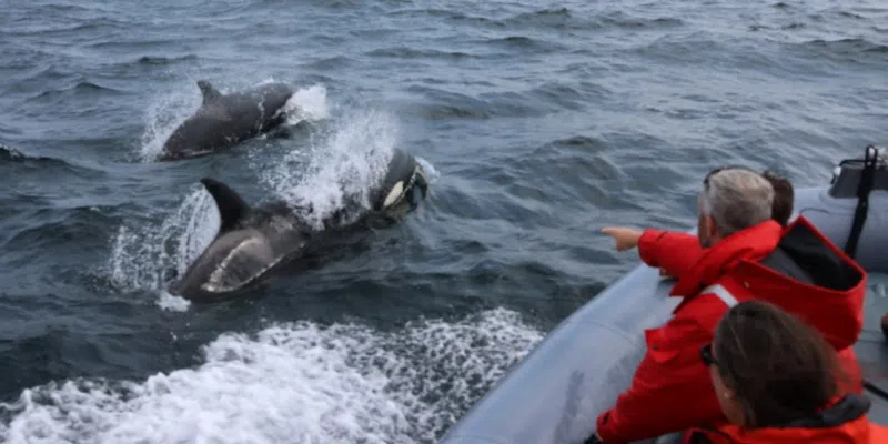 Pod of Orcas Surprise Whale Watchers in Bonavista Bay | VOCM