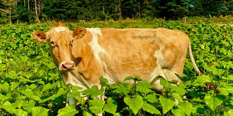 Feeling Stressed? Lester's Farm Chalet Offering Cow Cuddles to Sooth the Mind