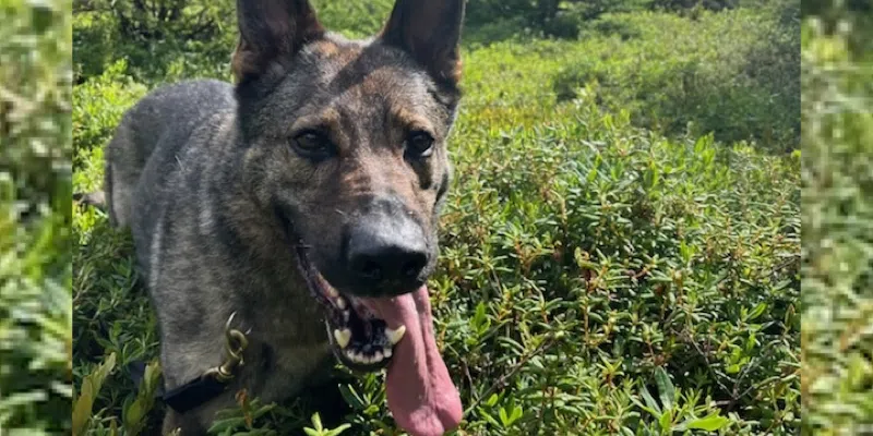 RCMP Arrest Prohibited Driver After Dramatic Bay Roberts Chase Ends in the Woods