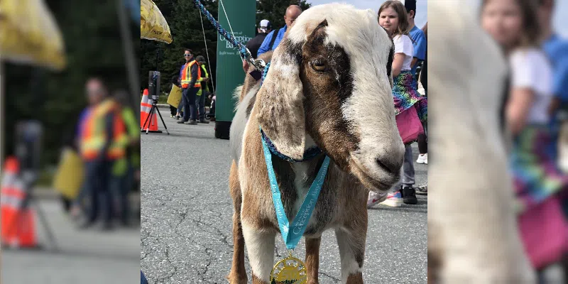 Goat G.O.A.T. at T'Railway Trek | VOCM