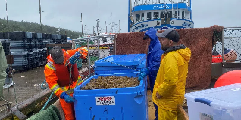 Pilot Project in Conception Bay South Explores Seaweed as Natural Wastewater Filter