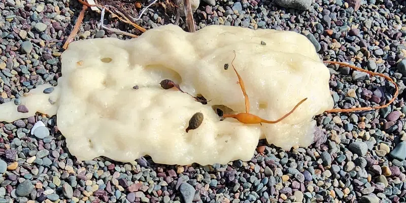 Strange Blobs Washing Up on NL Beaches Puzzling to Scientists