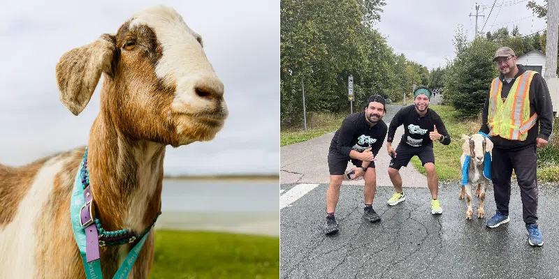 Viral Marathon-Running Goat's Fifteen Minutes of Fame Continues