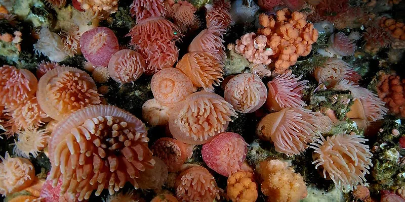 Colourful Coral Discovery Leaves Marine Institute Scientists "Speechless"