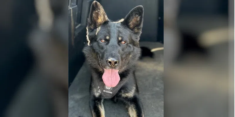 Working Like a Dog: Labrador Police Dog Kept Busy Last Month