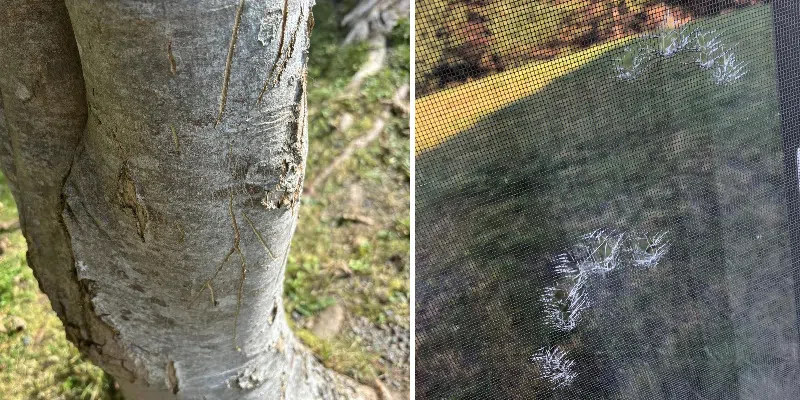 Bold Family of Bears Causing Trouble on Burin Peninsula