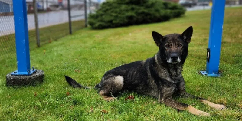 Canine Helps Mounties Track Down Wanted Man in Cupids