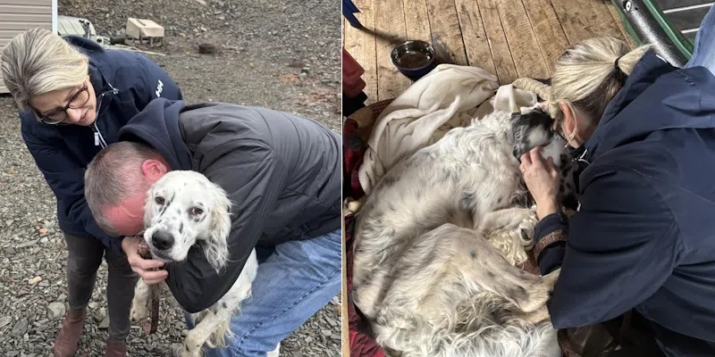 Two Missing Dogs Reunited With Families