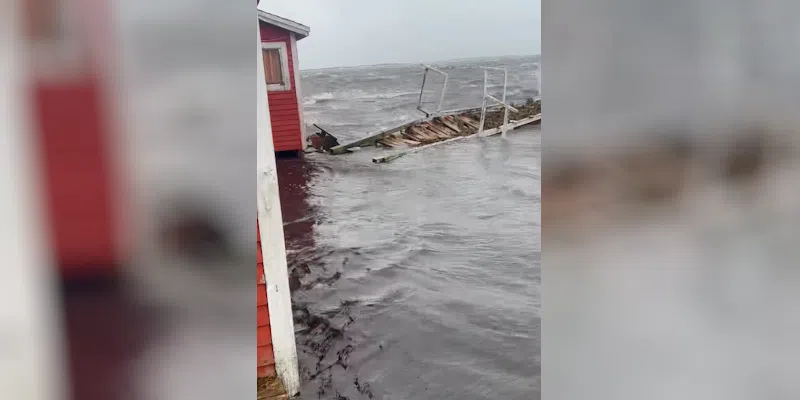 Quick Action Saves Horses and Mule as Storm Surge Hits Bonavista North