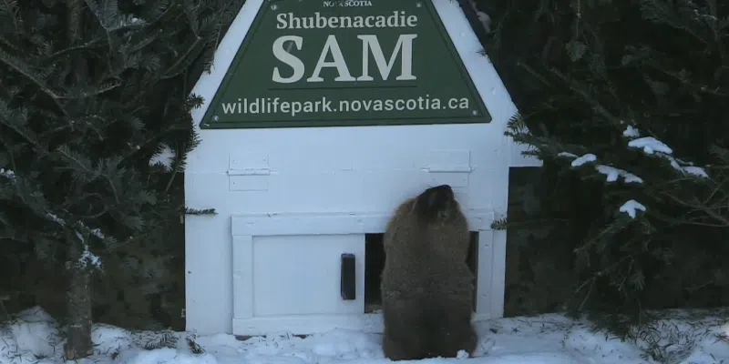 Shubenacadie Sam Sees Shadow, Predicts Six More Weeks of Winter | VOCM