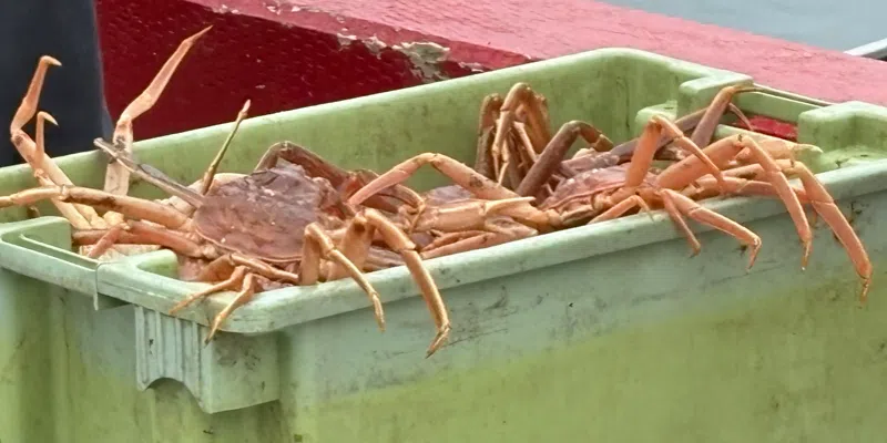 The FFAW Accuses ASP of Trying to Draw Union into Arbitration