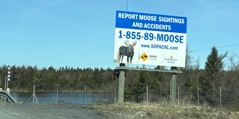 One Seriously Injured After Moose-Vehicle Collision Near Whitbourne