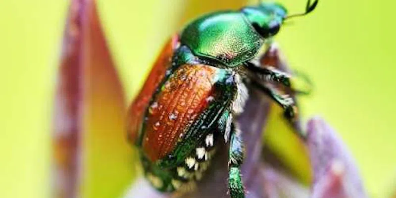 Province Working With Officials in Response to Presence of Japanese Beetle in Metro