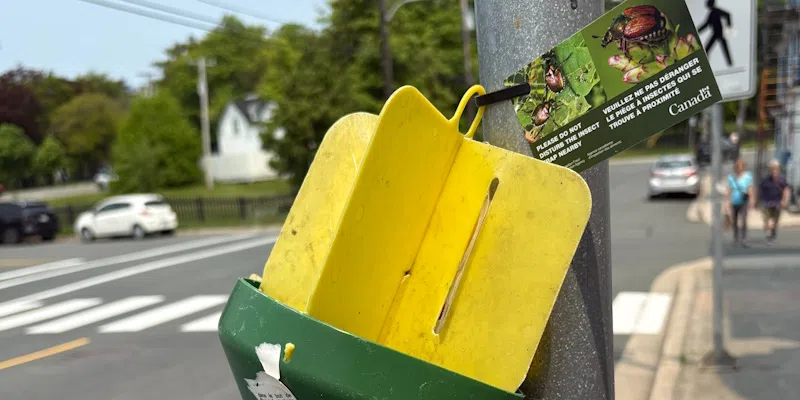 Traps in Place as Officials Develop Eradication Plan for Invasive Japanese Beetle