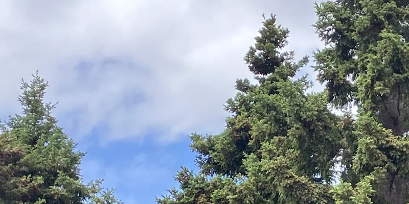 Environment Canada Predicting Warmer than Usual Summer for all of NL