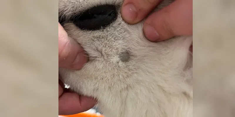 Veterinarians Report Lyme-Positive Ticks Found in Metro Region