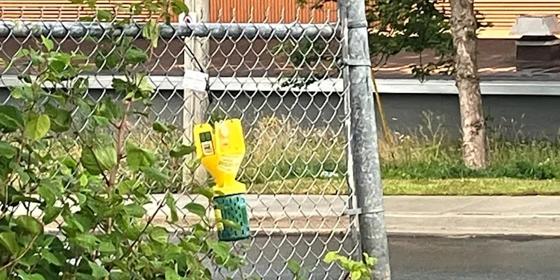 Officials Yet to Catch Japanese Beetle in Traps Placed Throughout Metro