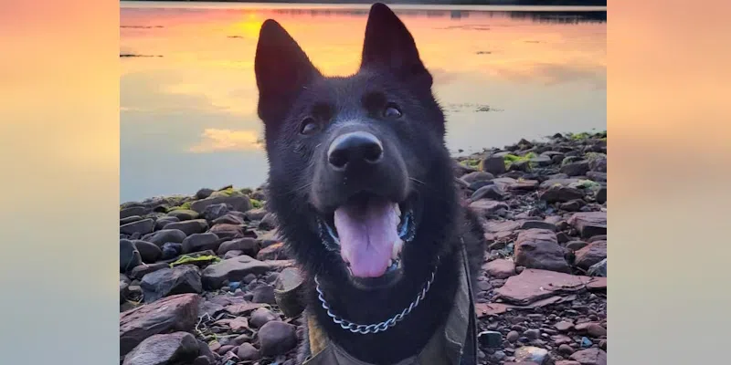 Good Boy, Noah! RCMP K-9 Sniffs Out Cocaine, Narcotics During Bust