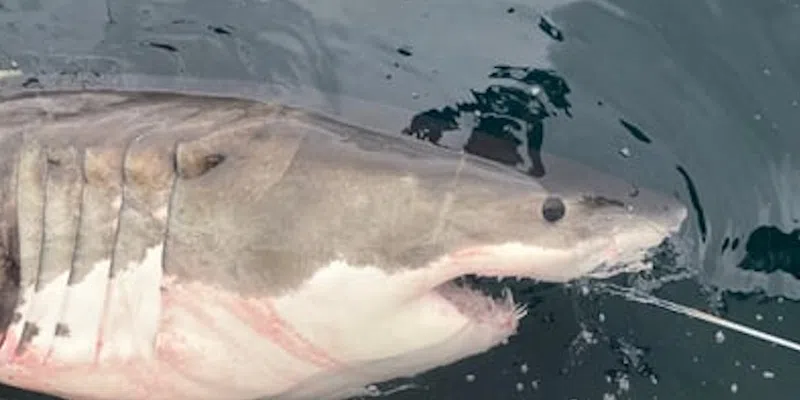 Great White Pinging While Swimming on Grand Banks