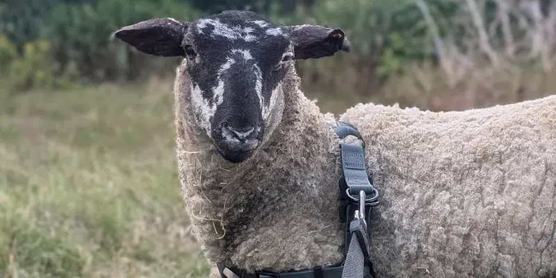 Agriculture Federation Calls for Guiding Protocol for Livestock Evacuations