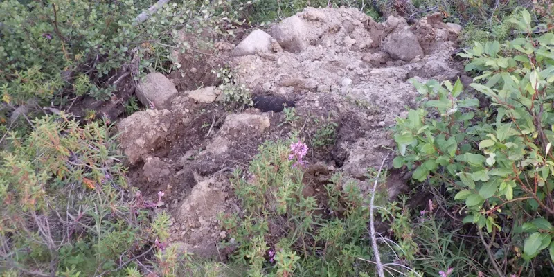 Discovery of Black Bear Carcass Leads to Poaching Investigation in Lab West