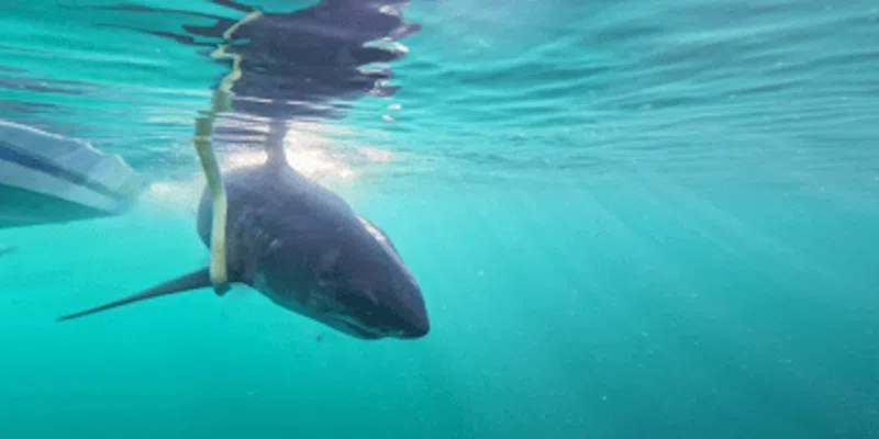 Great White Shark Tracked Off Coast of Conche