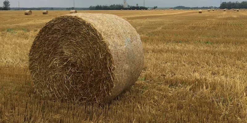 Local Farmer Asking People Not to Use Hay as Decor Following Dry Summer